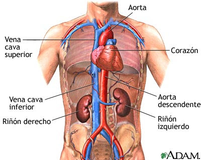 El dolor en lo bajo de los riñones la muchacha
